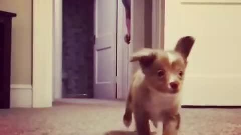 Slow motion video of brown puppy running towards camera guy in background behind door