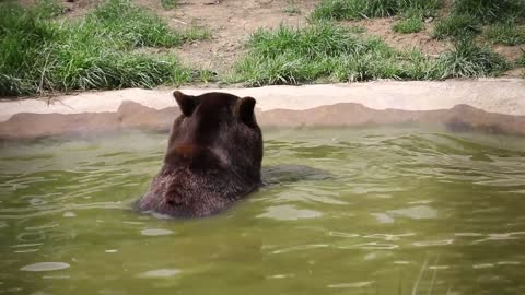 Wildwood's rescued bear playing in his pond