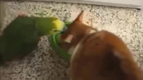 Funniest Cats 😹 - Don't try to hold back Laughter 😂 Part 06