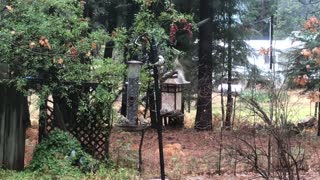 Flock of birds visit the feeders