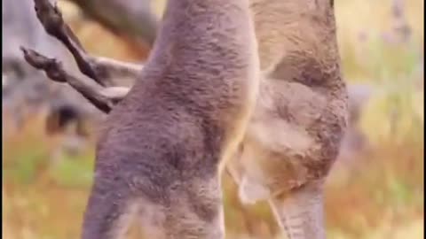 Kangaroo Boxing Fight Kangaroo Fighting