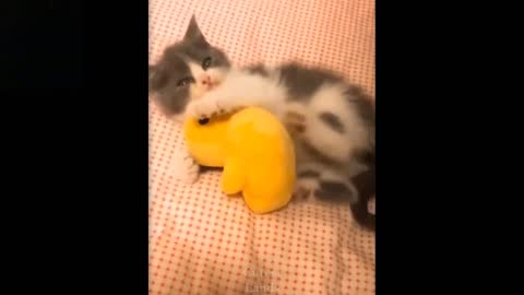 Cutes And Funny Pets Compilation #2