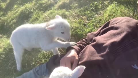 Cute Lamb Needs Attention