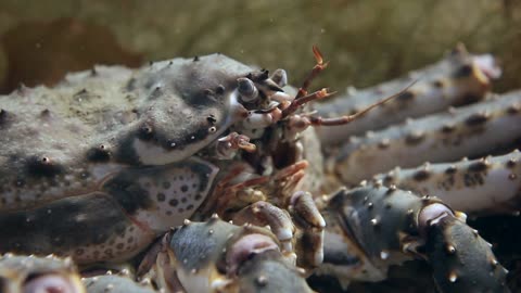 Yeti Crabs:The Weird Wonders of the Deep Sea