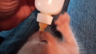 Bottle feeding a kitten