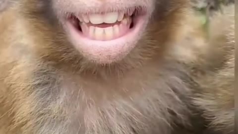 Funny monkey