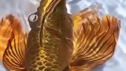 Gold Butterfly Koi