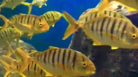 Large Schools of tropical fish swim in an orderly fashion