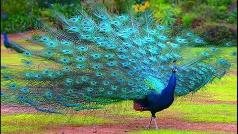 animals for early childhood education in portuguese