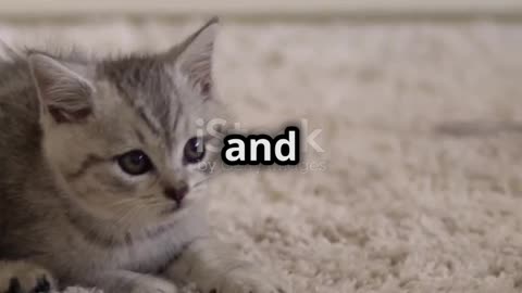 The story of a happy cat playing behind the car with a little girl