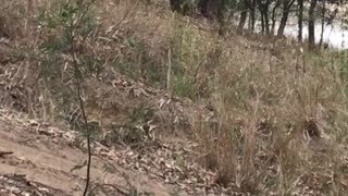 Overheated Baby Koala Cools off Amidst Heat Wave