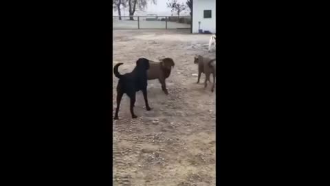 Dogs - Funny animals videos