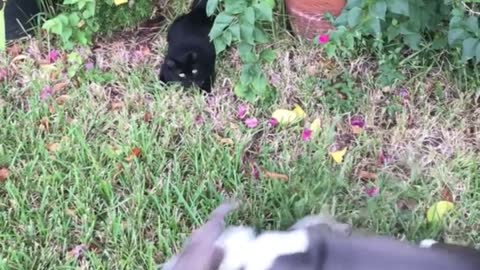 Pup Conquers Fear of Cats