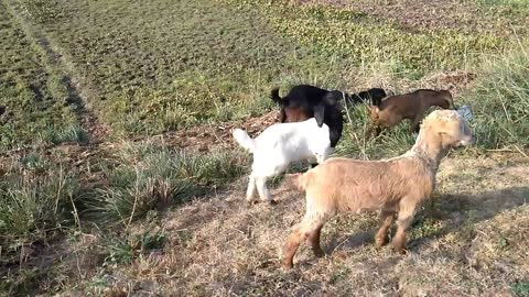 Funny Goat Kids Playing Amazingly //Goat Kids Video//Kids Goat Playing //Amazing Goat Kids //