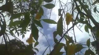 Filming the yellow elder diagonally, showing the flowers, sky and clouds [Nature & Animals]