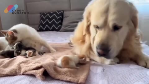 Giant Dog, Tiny Kittens: A Lesson in Love 🐶🐱👶❤️🛡️😍