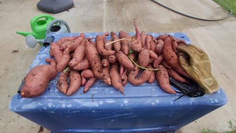 Random Hippie-Biker Moment "Harvesting Sweet Potatoes"