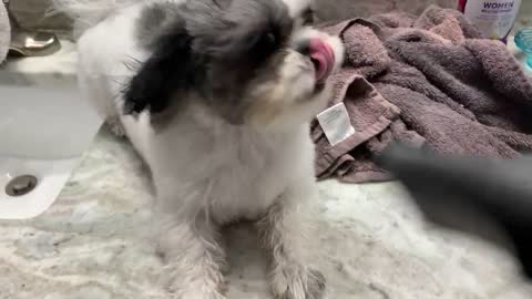 Puppy Blow Drying. Does she like it or not??