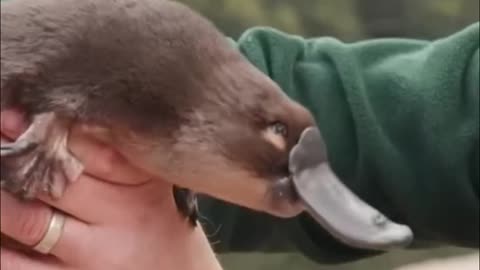 Platypus | Nature's Weirdest Creation