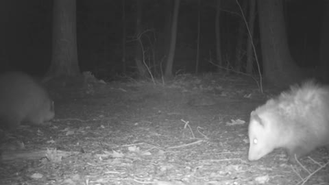 Opossum Sends Curious Raccoon on Its Way