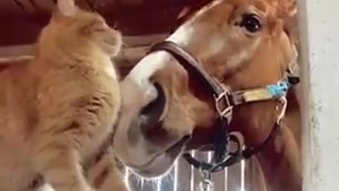 Cat Loves Back Scratches From Her Horse Friend