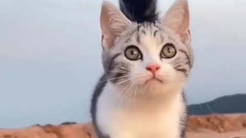 butiful cat smarts cats