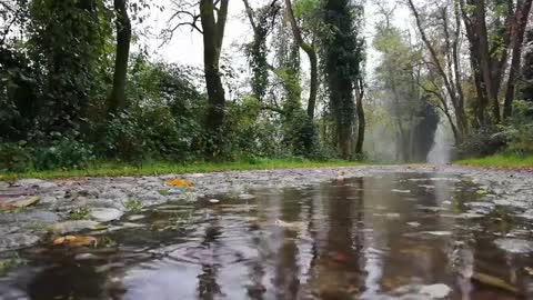 Relaxing rain drops sound in the forest