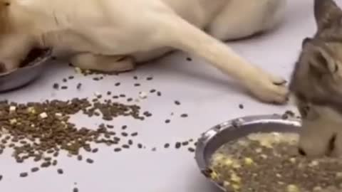 Funny dog eating food messy