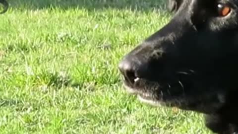 Adorable dog doing training #shorts