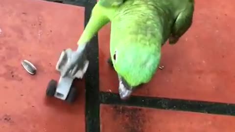 Roller Skating Parrot