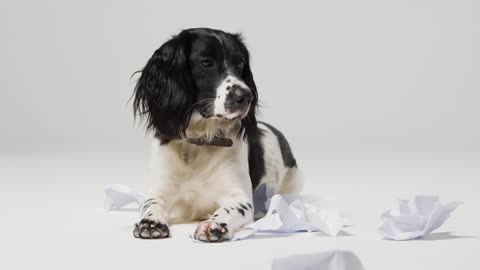 Tracking Shot of a Dog Laying with Copy Space