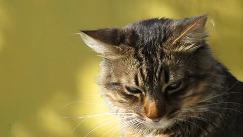 My cat when she saw the camera you photograph disappeared in front of her😀