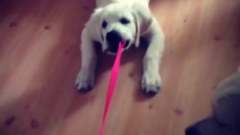 Stubborn puppy