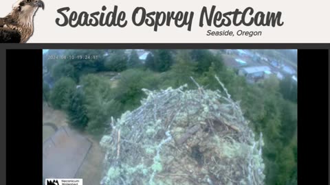 Live Osprey Cam 3