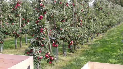 How to produce millions of Apple Tree - Apple Seedlings Production - Harvesting and processing Apple