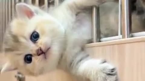 2024 cute cat funniest cats