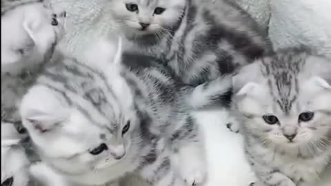 cute baby cat twins #viral