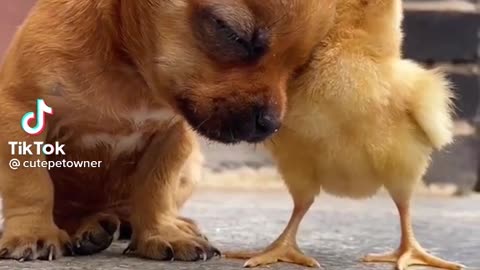 Bantam Chicken with a Puppy