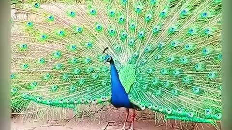 Peacock part 16