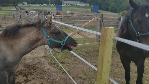 Filly Meets New Older Brother And Tries To Talk