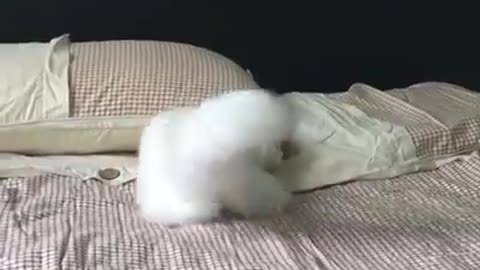 Angora cat is time for a game