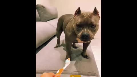 Funny dog and toothbrush trick :D