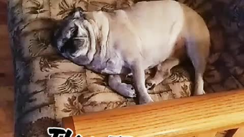 Sleepy Chonky Pug 😴