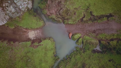 Aerial view of a muddy road with a puddle and a cow