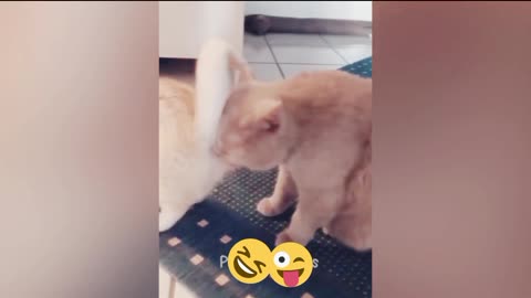 So funny animal video 🤣🤣🤣