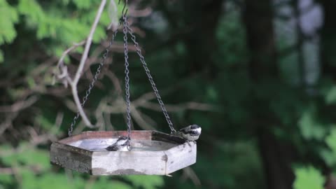 Beautiful birds gather around the water drinking Bird Bath a very nice video