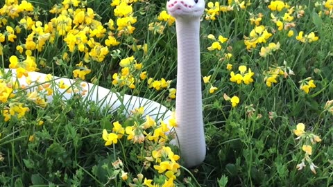 A Friend in the Flowers