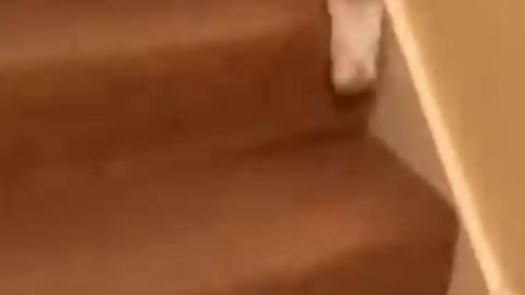 Hamster running so fast