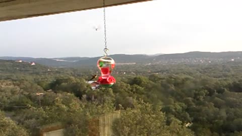 Hummingbirds in Helotes, Texas