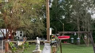 Hand feeding hummingbirds in Alabama